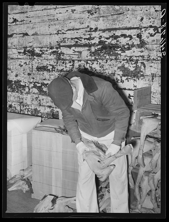 Grading turkeys at cold storage plant. Brownwood, Texas