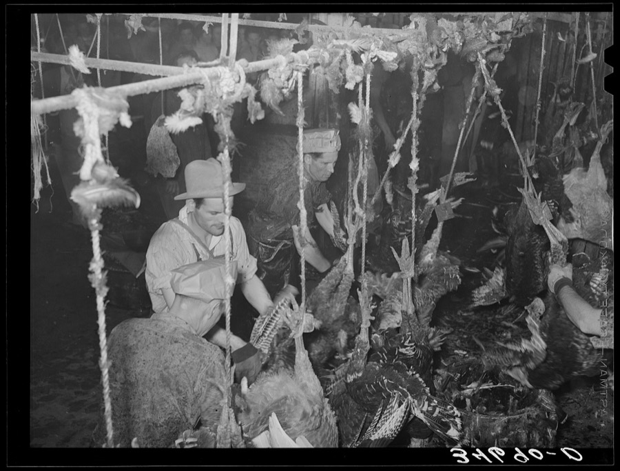 Picking turkeys at cooperative poultry house. Brownwood, Texas