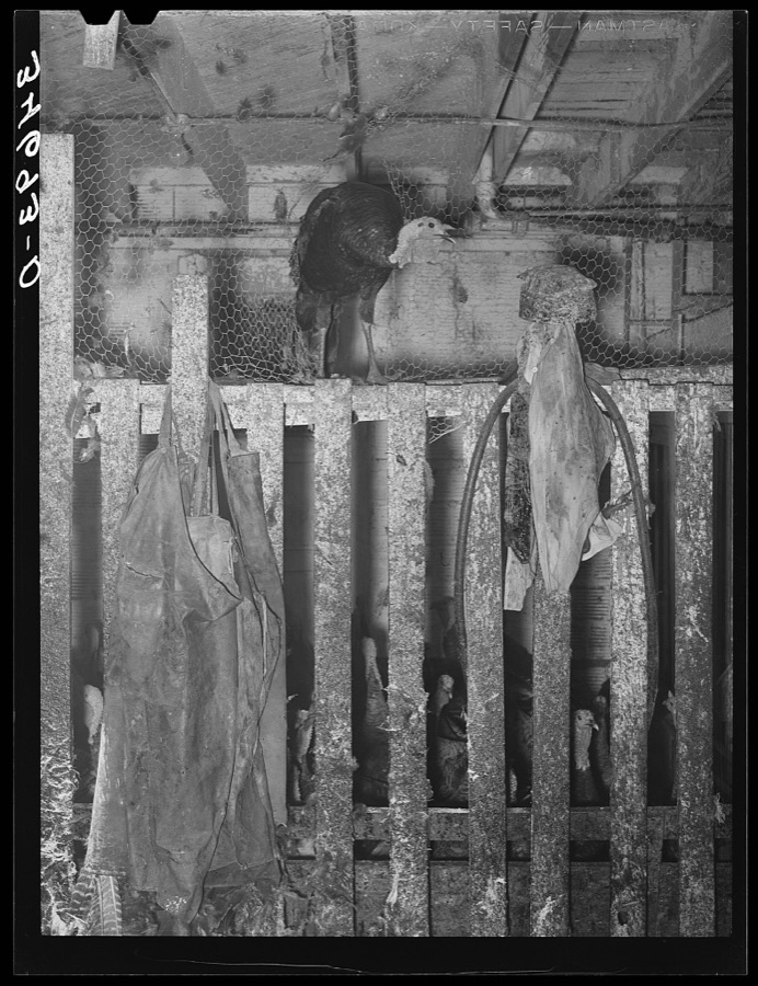 Turkey escaping from pen. The aprons hanging on the pen are used by the men who handle turkeys immediately after they are killed and while they are bleeding. Cooperative poultry plant, Brownwood, Texas