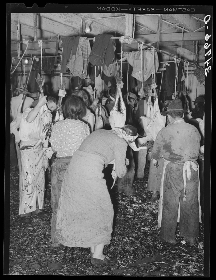 Picking turkeys at cooperative poultry house. Brownwood, Texas