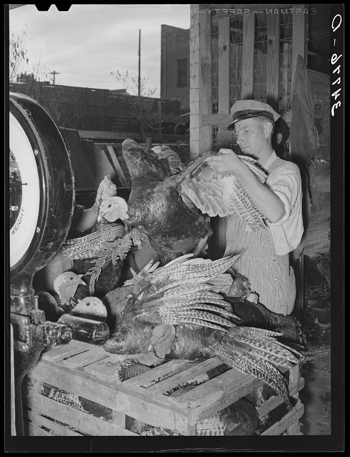 Weighing turkeys at unloading platform of cooperative poultry house. Brownwood, Texas