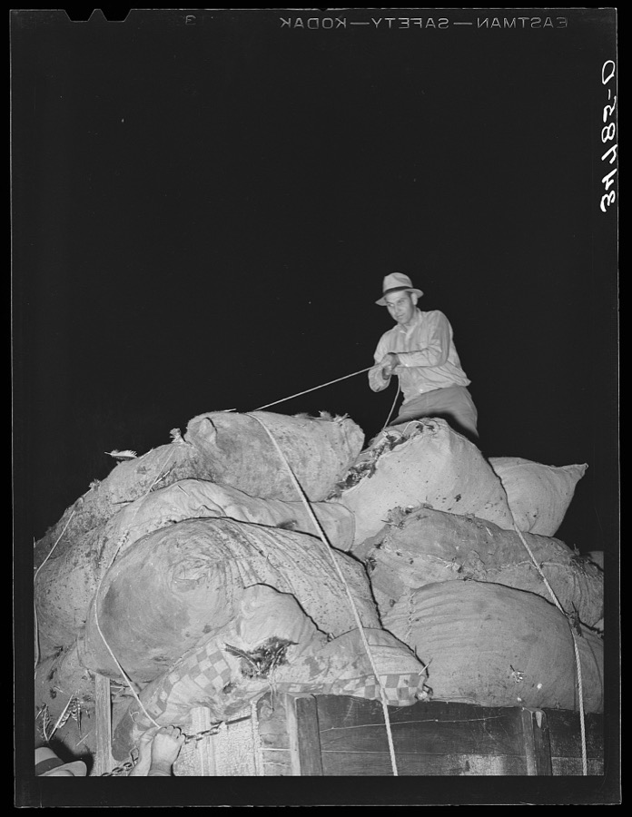 Typing sacks of turkey feathers onto trucks. Cooperative poultry house, Brownwood, Texas