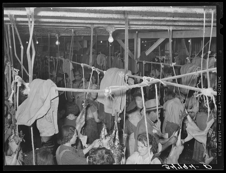 Picking turkeys at cooperative poultry house. Brownwood, Texas
