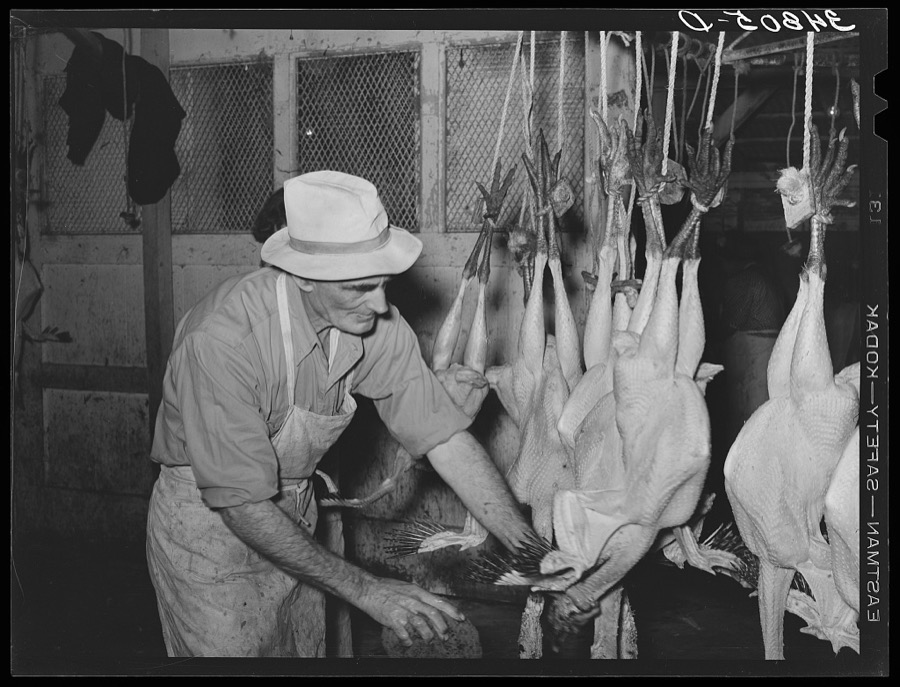 Sponging of the necks of freshly-picked turkeys. Cooperative poultry house, Brownwood, Texas