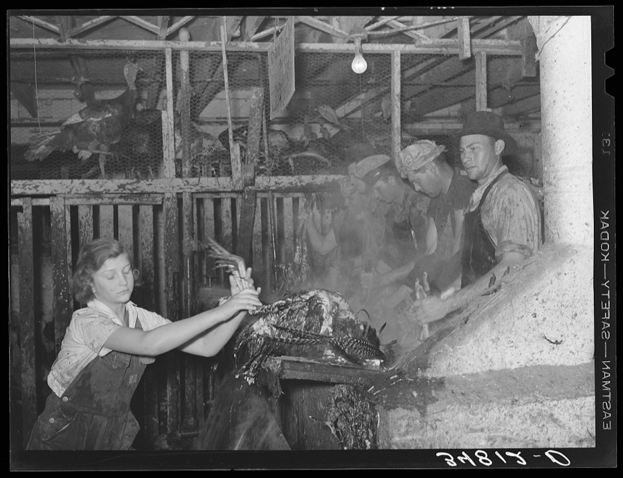 Handing scalded turkey to picker. Cooperative poultry house, Brownwood, Texas