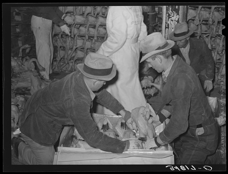 Packing picked turkeys in boxes at cold storage plant. Brownwood, Texas