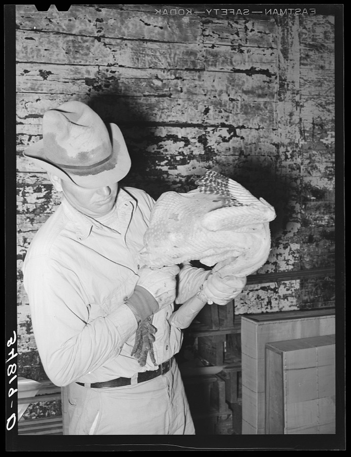 Grading turkeys at cold storage plant. Brownwood, Texas