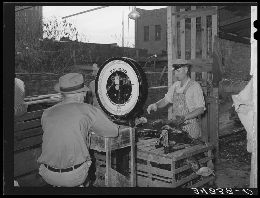 Weighing turkeys at unloading platform at cooperative poultry house. Brownwood, Texas