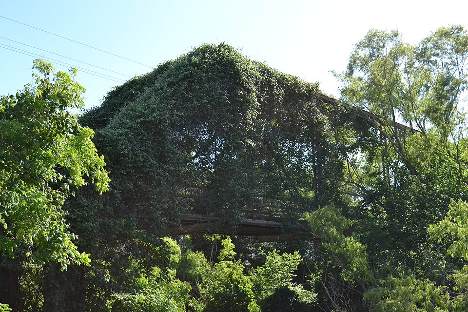 Photograph of Medio Creek Bridge