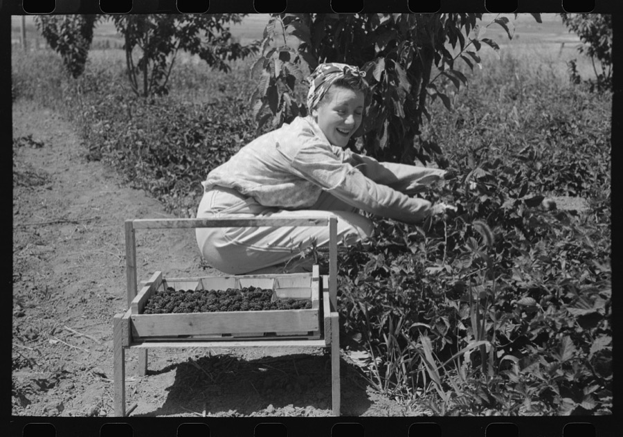 Young town girl picking berries in Cache County, Utah. Because of diversification of crops, no migrant labor is needed or used in this section of Utah