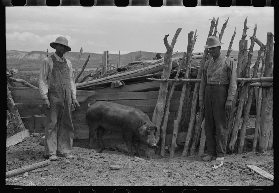 FSA (Farm Security Administration) cooperative boar, Box Elder County, Utah