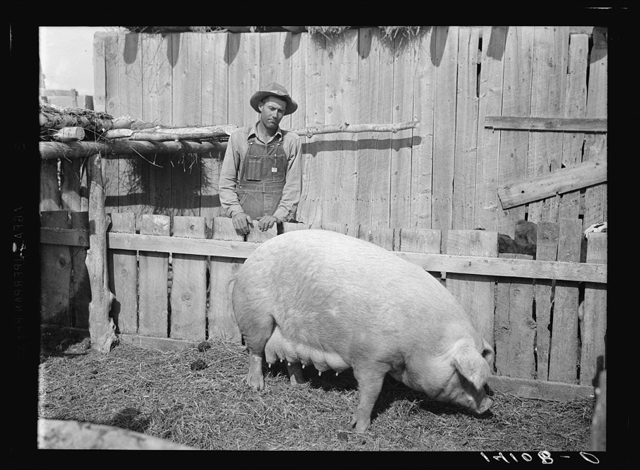 Curtis Whitlock, Sanpete County, Utah, Farm Security Administration rehabilitation client, was on Work Projects Administration relief for a time before he was able to rent a farm, after having lost out once in farming. His Farm Security Administration loan put him on his feet and bought him breeding stock such as the purebred sow in this picture, foundation dairy cows, and a fine work mare