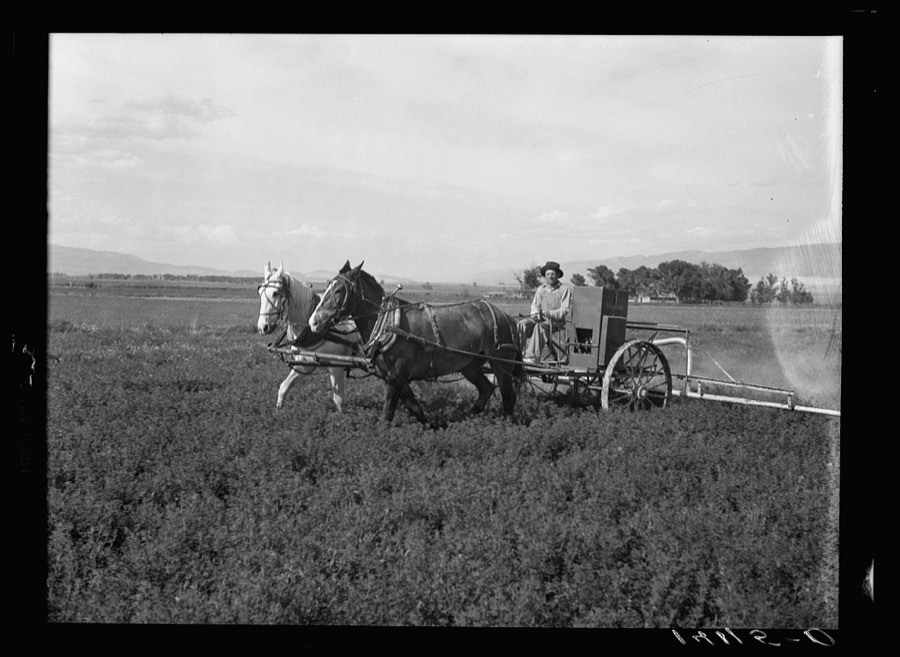 Low-income farmers and Farm Security Administration Rural Rehabilitation clients in Sanpete County, Utah, badly needed an alfalfa duster. The equipment in this picture now belongs to the Axtell Alfalfa Duster Cooperative Association whose members in most cases borrowed from Farm Security Administration to set up this community and cooperative service. Christy Thorpe drives the team pulling the duster. He is caretaker of the outfit for his group
