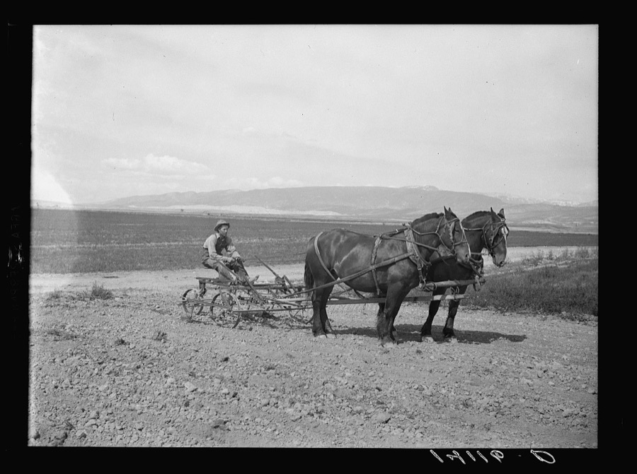 Curtis Whitlock, Sanpete County, Utah, Farm Security Administration rehabilitation borrower, drives a fine team of mares purchased with funds from his loan