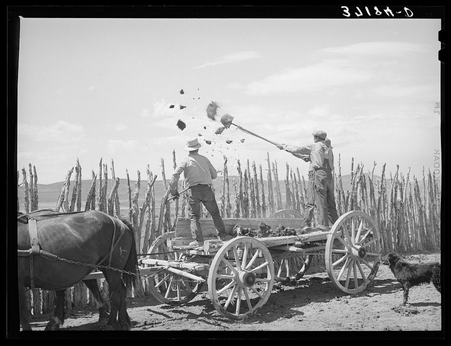 The old method of getting rid of manure, throwing it over the fence. Box Elder County, Utah