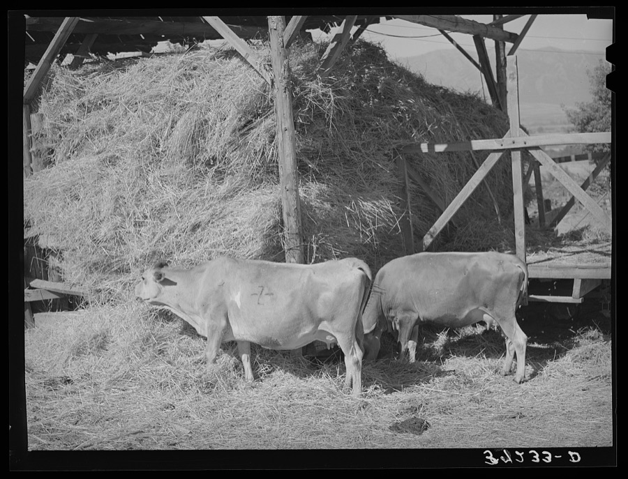 Cows eating hay on Mormon farmer's place. Cache County, Utah