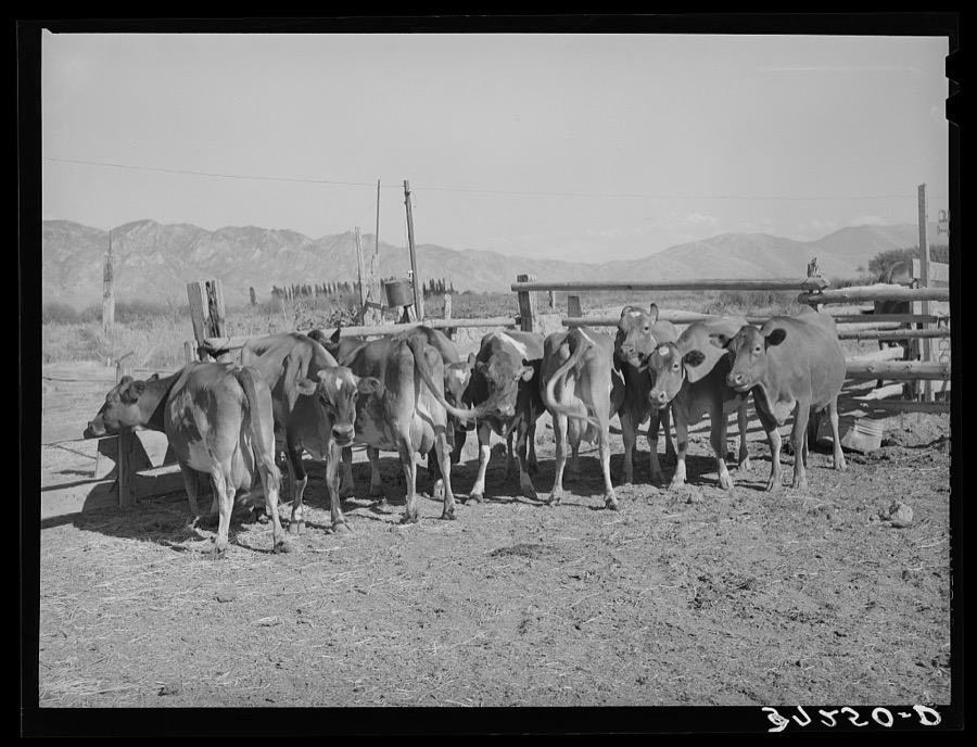 Herd of dairy cows. Box Elder County, Utah
