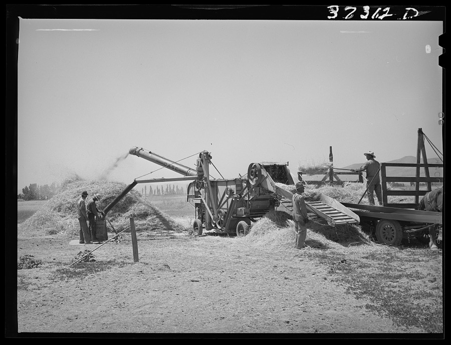 Threshing barley. Box Elder County, Utah