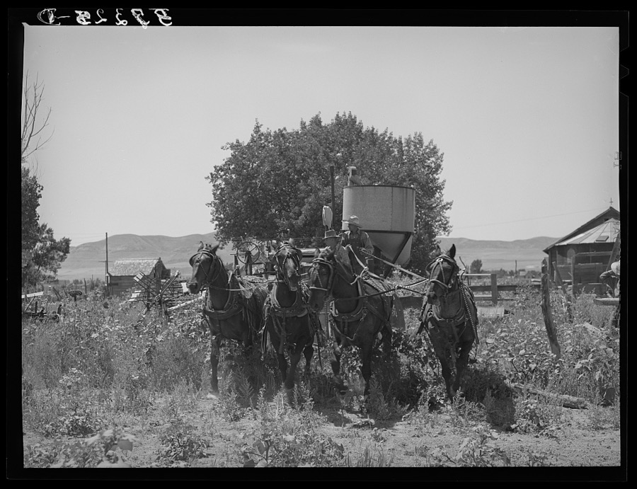 The old method of drawing a combine; ten or more horses were used. Box Elder County, Utah