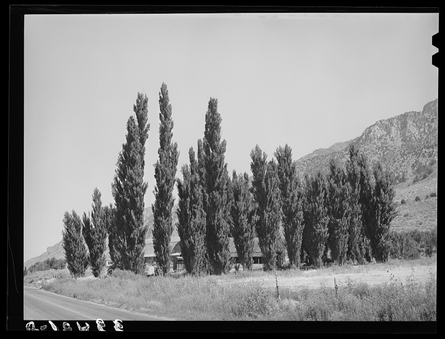 Lombardy poplars. Box Elder County, Utah