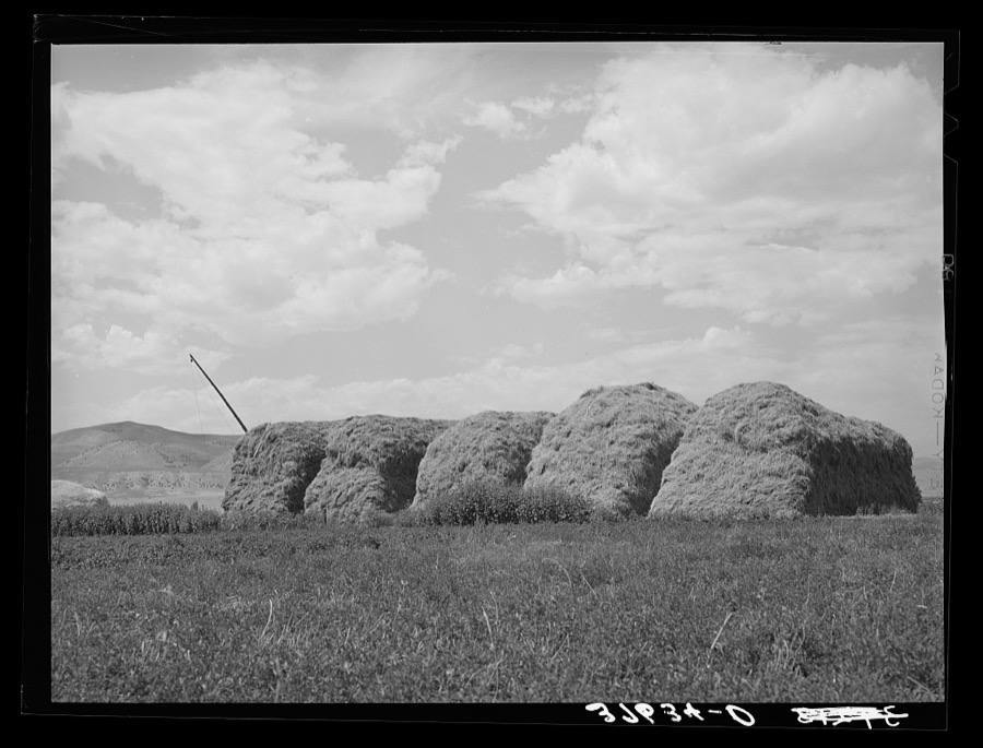 Stacks of hay on farm. Cornish, Utah