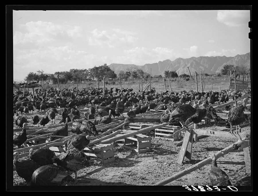 Turkeys are one of the main crops around Ivins, Washington County, Utah. See general caption