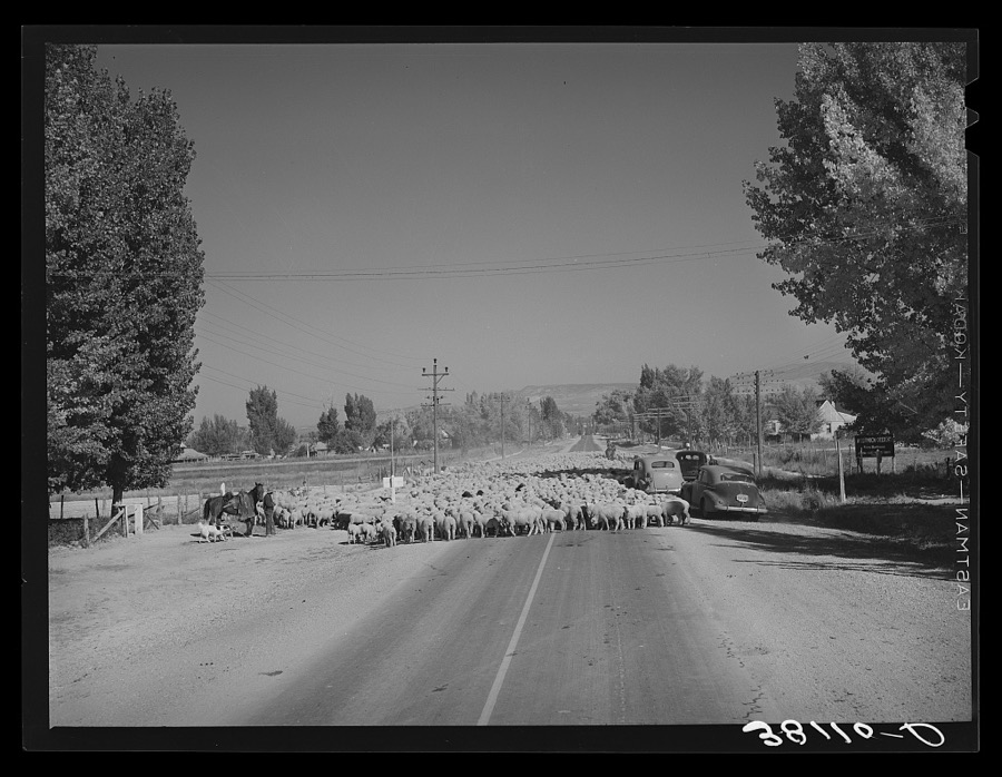 Sheep on Highway 89, Kane County, Utah. At this season of the year sheepmen drive their sheep from the mountains before the opening of the hunting season