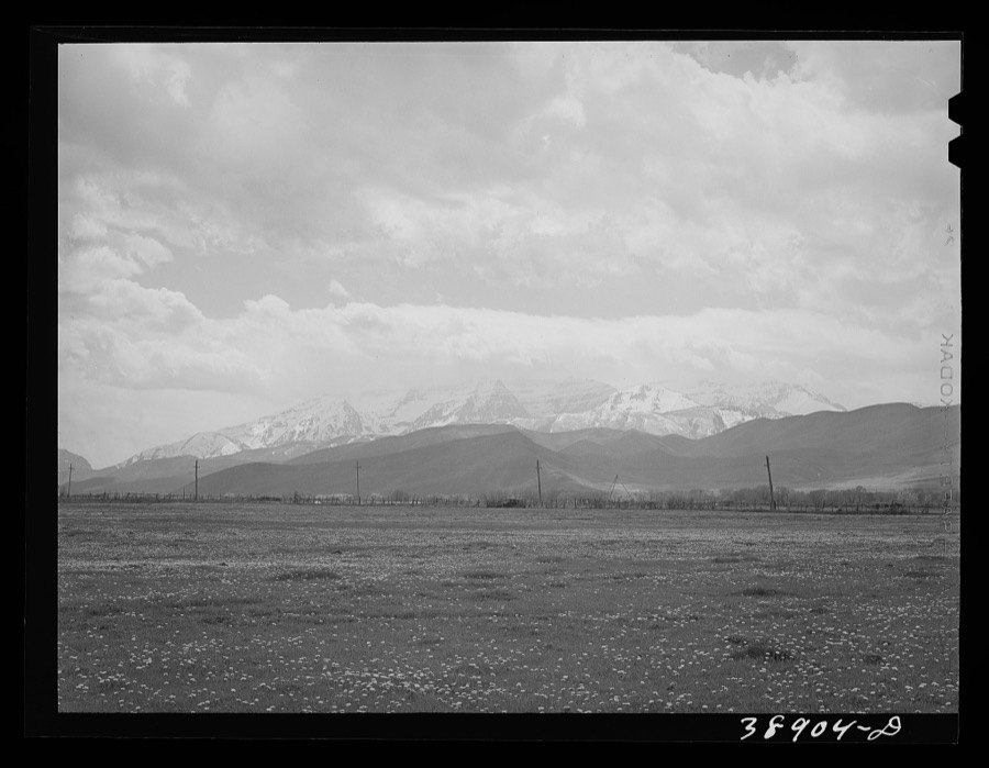 Spring pasture with the snow-covered Uinta Mountains in the background. Heber, Utah