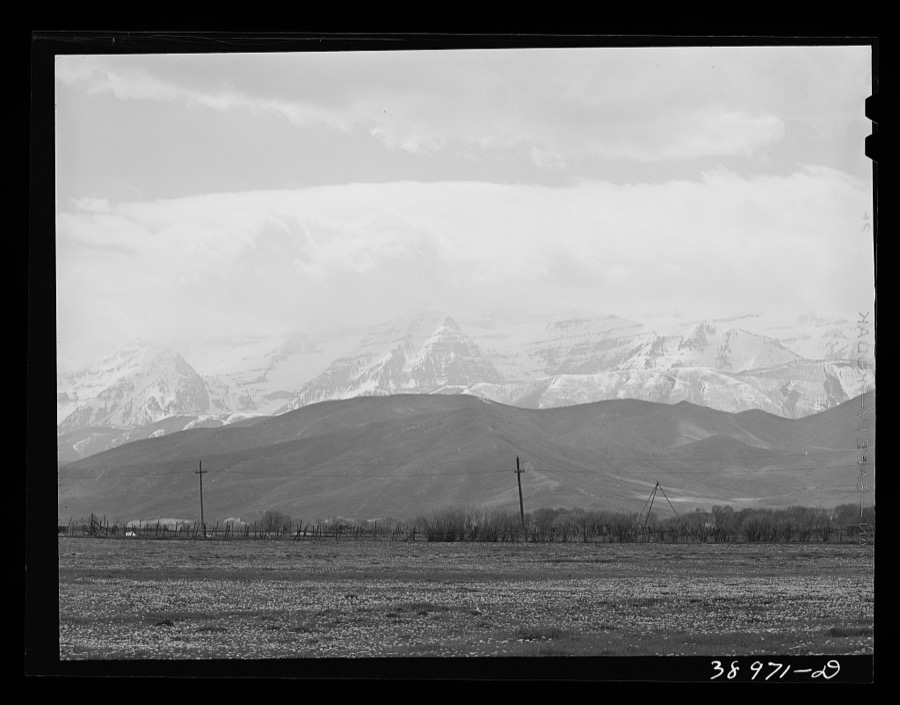 Spring pasture with the snow-covered Uinta Mountains in the background. Heber, Utah