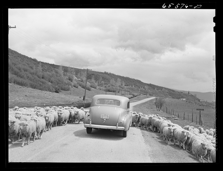Duchesne County, Utah. Car plowing through sheep on their way down from the range