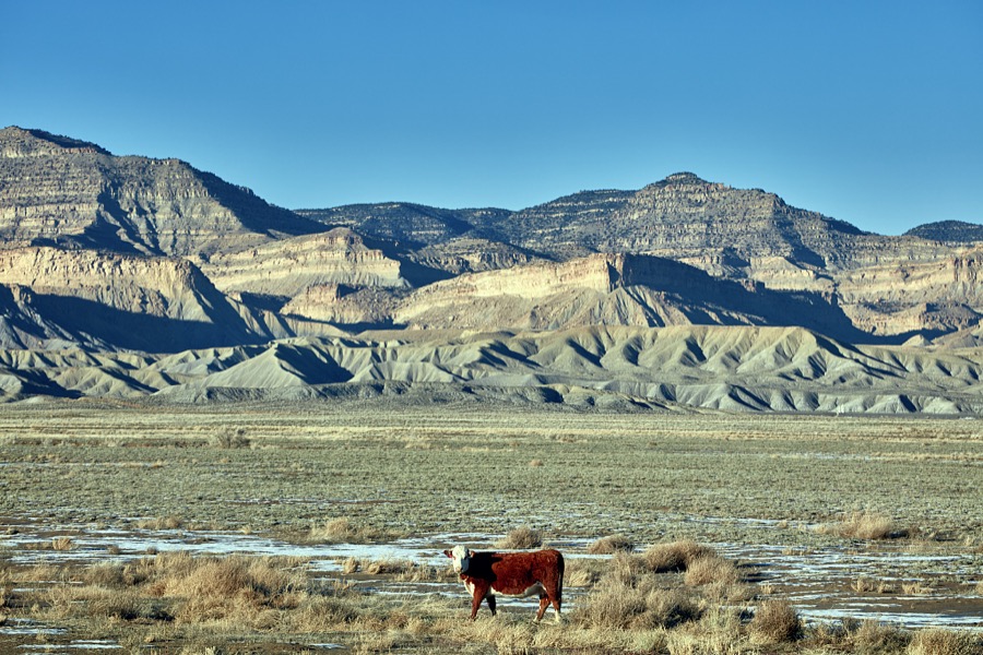 A lone steer has this remote, mostly dry valley to himself near the small city of Green River (population c. 950 as of 2022) in the western U.S. state of Utah