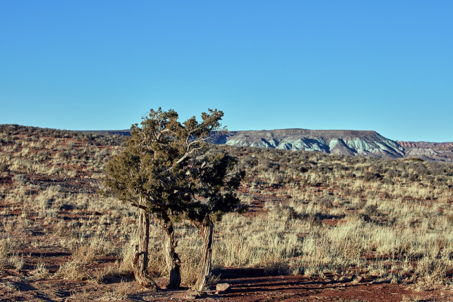 This may be one scrubby tree or three in a valley near Moab, the gateway city to the stunning red-rock formations of Arches and Canyonlands national parks and other archeologically rich areas near the Colorado border in the western U.S. state of Utah