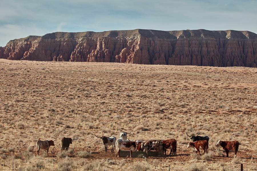 These longhorn cattle are a long way from Texas, where the breed is legendary