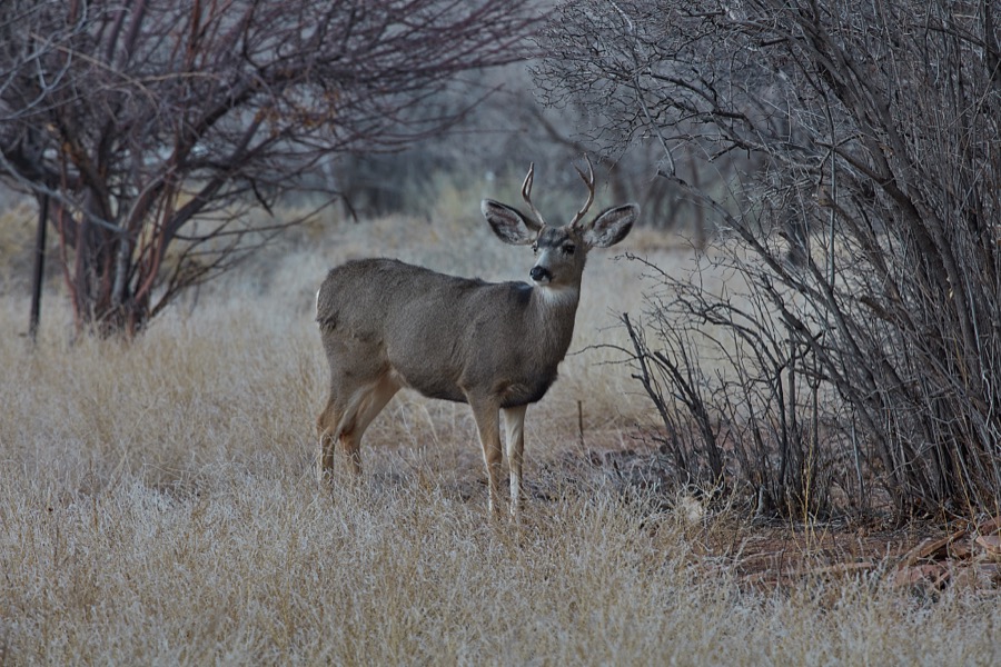 A young buck deer appears to pose in a field near the town of Torrey in the western U.S. state of Utah