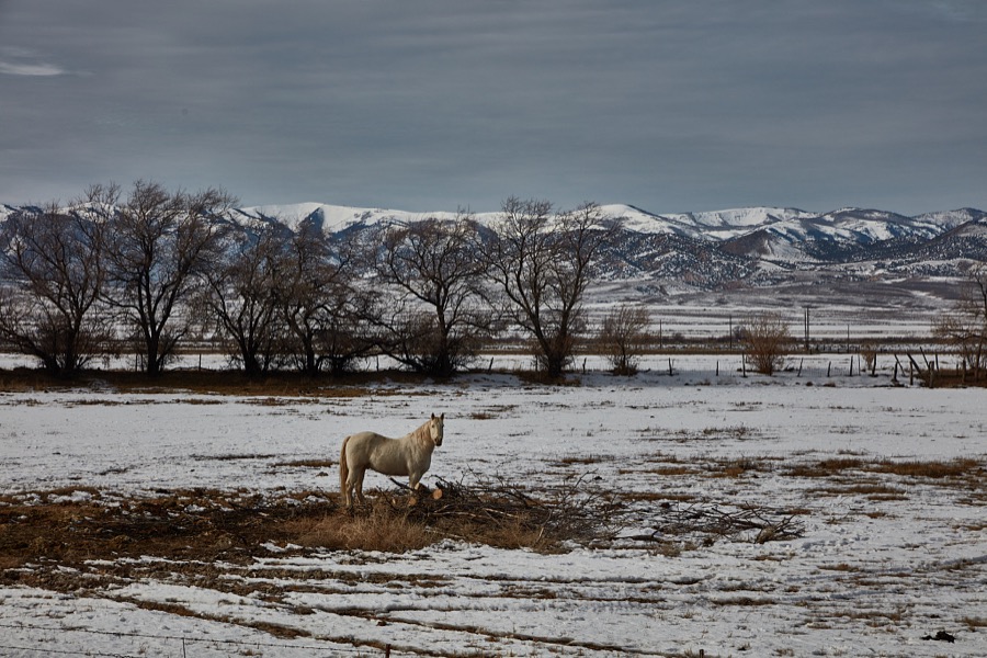 A lone handsome horse has this wintry field to itself outside the small city of Salina (population c. 2,600) in the western U.S. state of Utah