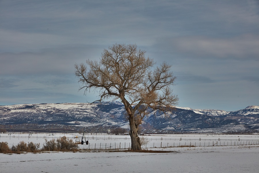 A wintry scene in a field outside the small city of Salina (population c. 2,600) in the western U.S. state of Utah
