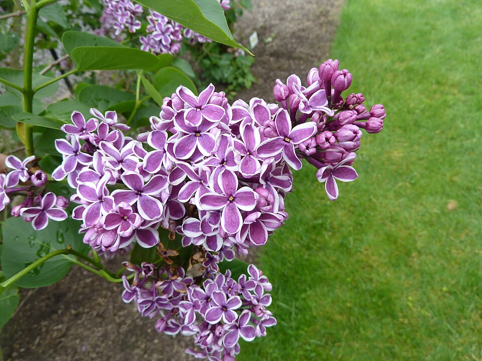 Photograph of Hulda Klager Lilac Gardens