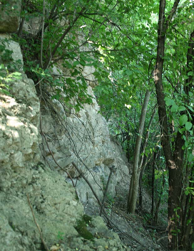 Photograph of Schoonmaker Reef
